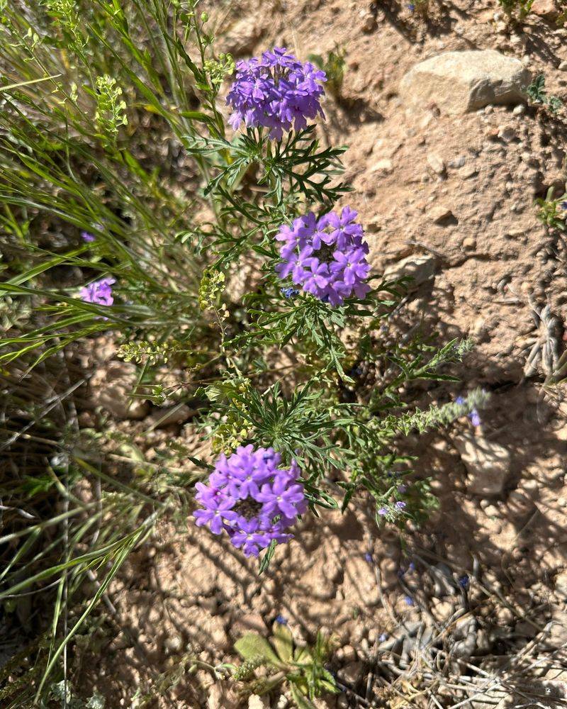 Goodding's Verbena Spreads Into A Purple Display Goodding's Verbena Spreads Into A Purple Display