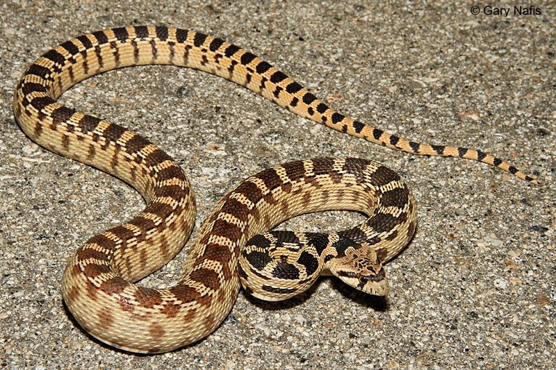 Gopher Snakes Are Usually Avoiding People