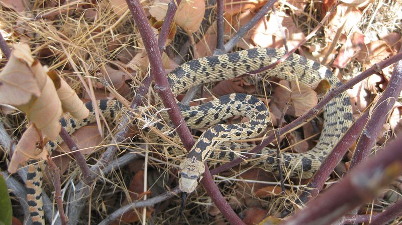 Gopher Snakes Usually Want Rodents, Not Trouble Gopher Snakes Usually Want Rodents, Not Trouble