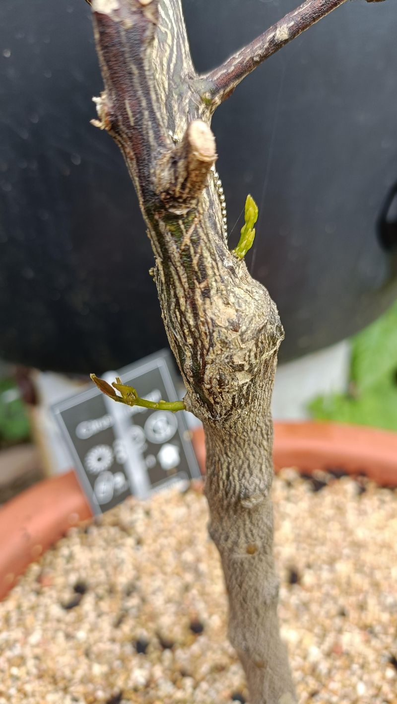 Grafted Rootstock Often Suckers More Aggressively