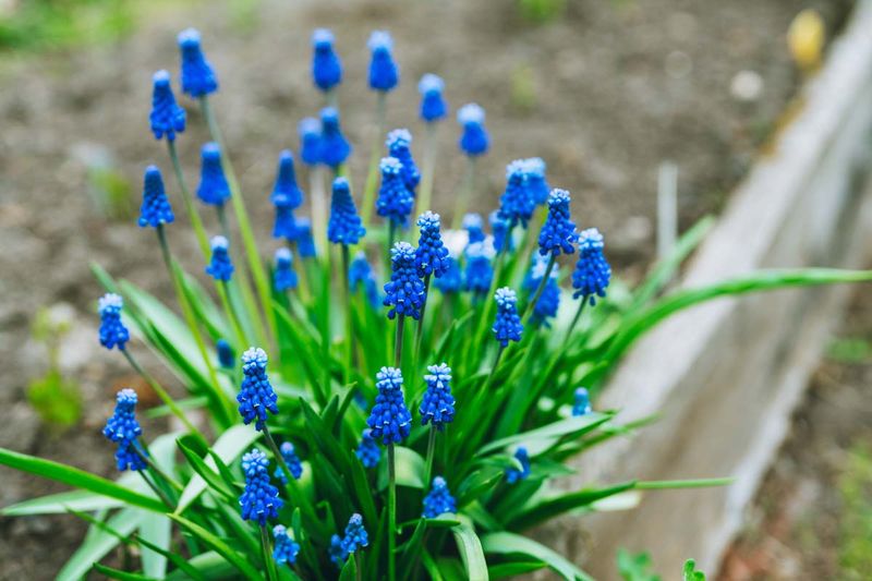 Grape Hyacinth Can Spread Far Beyond Its Original Spot