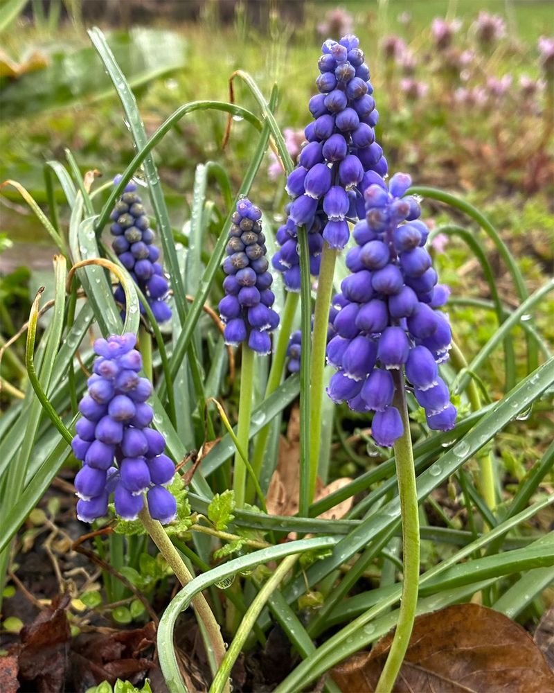 Grape Hyacinths Fill Empty Spaces