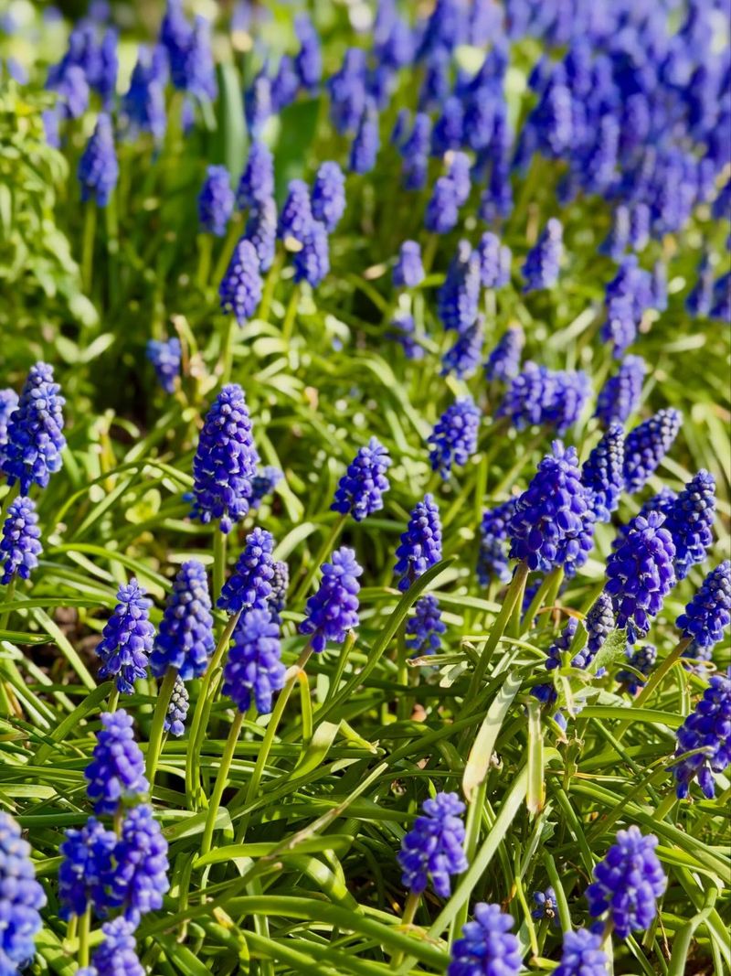Grape Hyacinths Fill The Gaps Grape Hyacinths Fill The Gaps