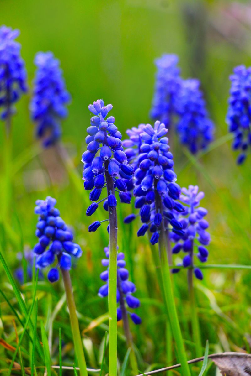 Grape Hyacinths Grape Hyacinths