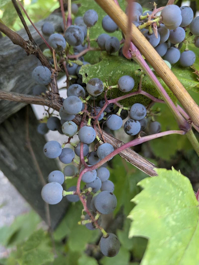 Grapes Give Bears An Easy Sugar-Rich Snack Grapes Give Bears An Easy Sugar-Rich Snack