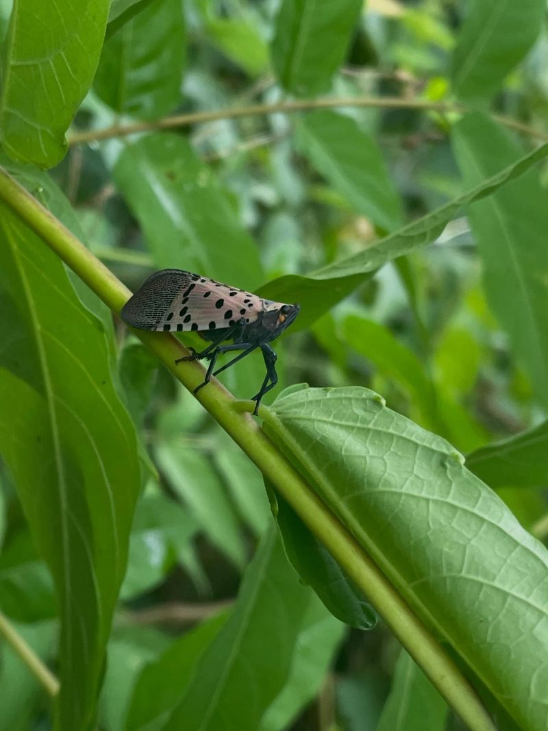 Grapevines And Tree Of Heaven Draw The Heaviest Feeding