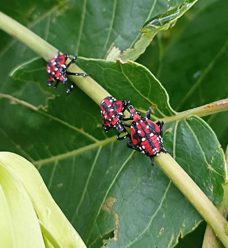 Grapevines Are A Known Host