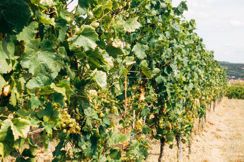 Grapevines Are Its Most Vulnerable Target Here Grapevines Are Its Most Vulnerable Target Here