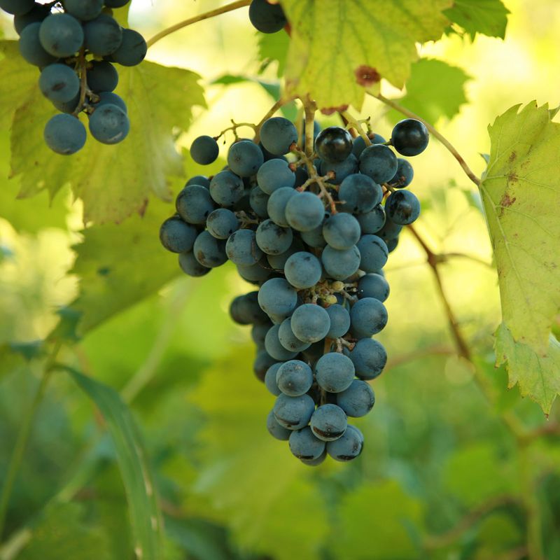 Grapevines Need Attention Before Clusters Finish