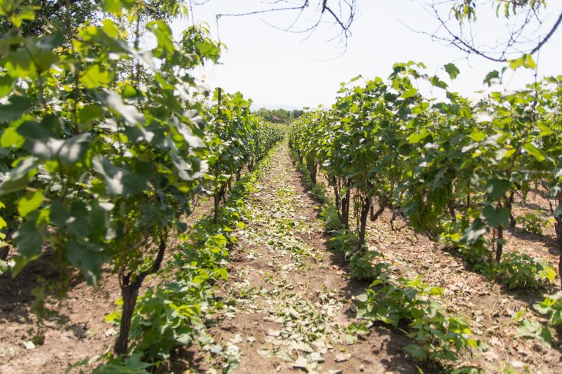 Grapevines Sustain Heavy Damage