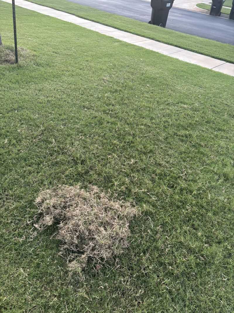 Grass Clippings Are Probably Not The Culprit