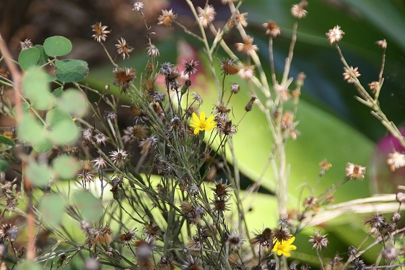 Grass-Leaved Goldenaster Handles Poor, Dry Ground Grass-Leaved Goldenaster Handles Poor, Dry Ground