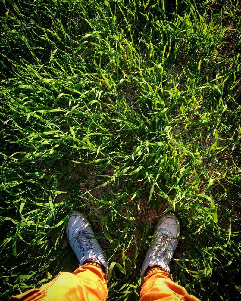 Grass Roots Get Compressed Under Foot Traffic On Soggy Earth Grass Roots Get Compressed Under Foot Traffic On Soggy Earth