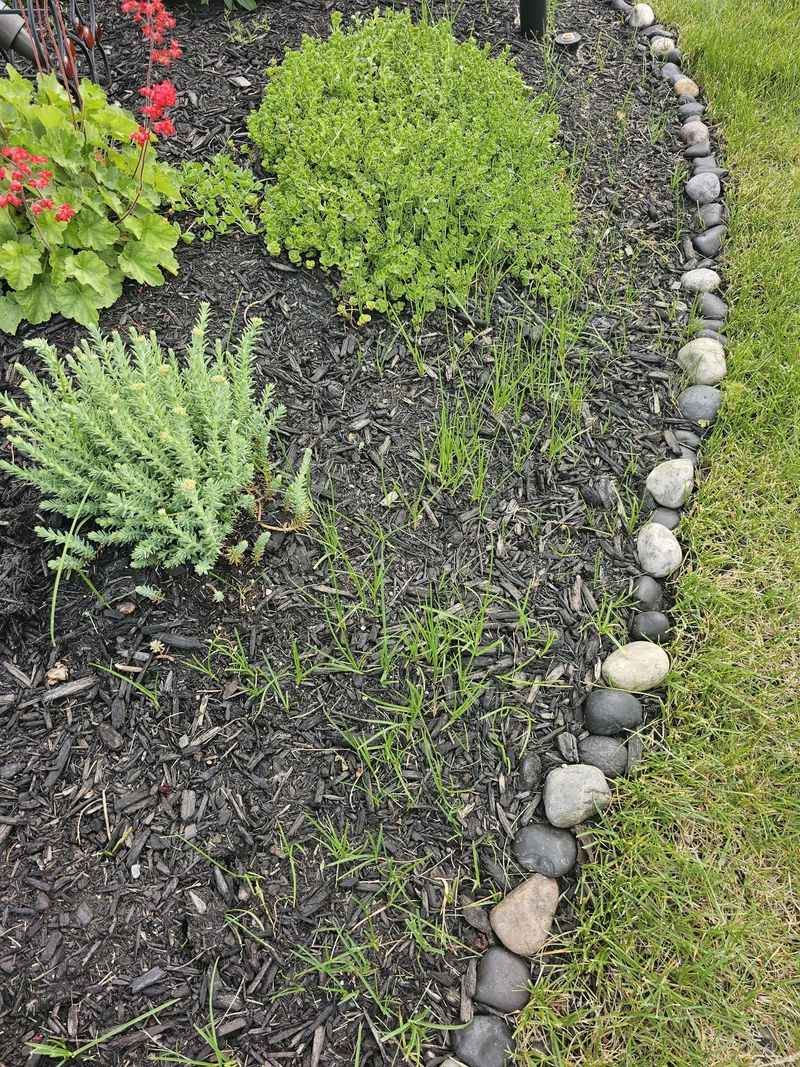 Grass Roots Sneaking Right Under The Border Grass Roots Sneaking Right Under The Border