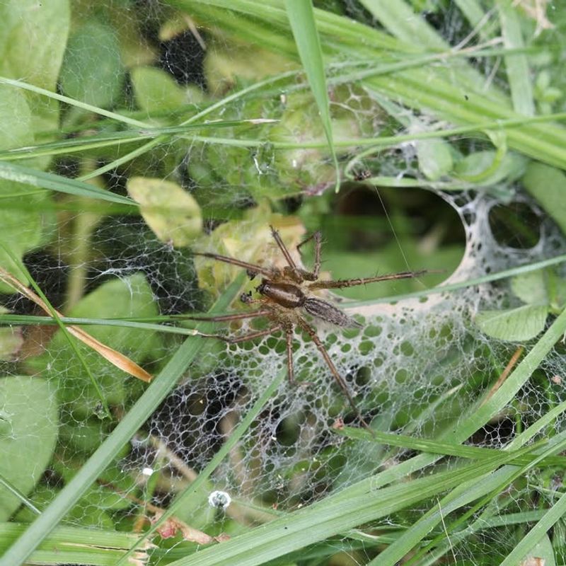 Grass Spiders Build Funnel Webs Across Lawns Grass Spiders Build Funnel Webs Across Lawns