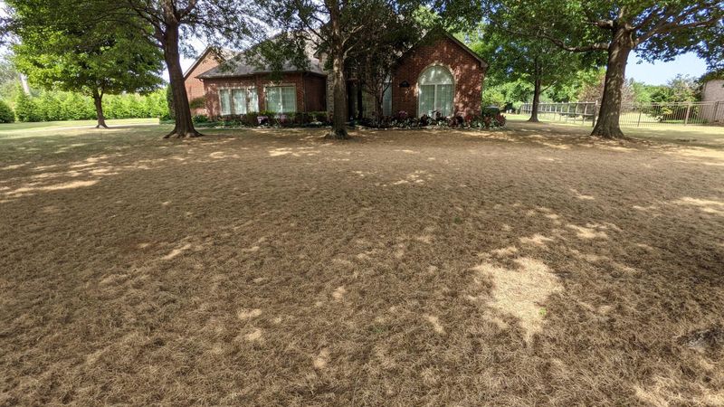 Grass That Feels Spongy Or Hollow Underfoot Grass That Feels Spongy Or Hollow Underfoot