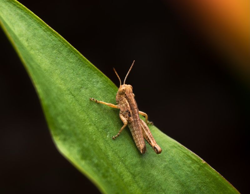 Grasshoppers Are Only One Part Of A Mantid's Diet