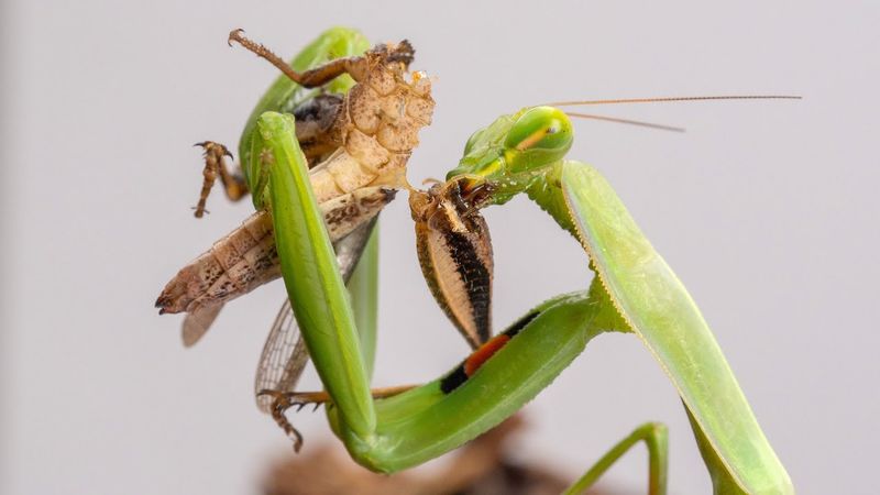 Grasshoppers Can Become Part Of A Mantid's Menu