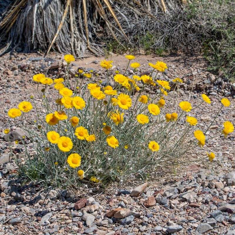 Gravelly Soil Matches Its Natural Habitat