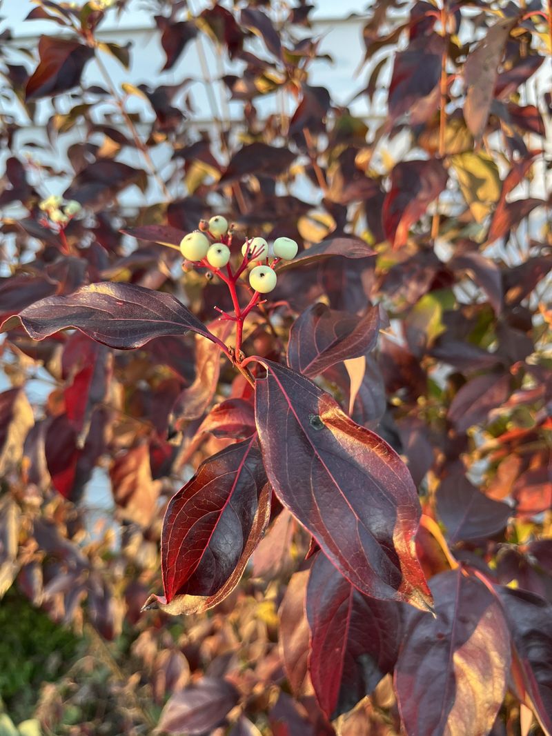 Gray Dogwood Creates A Protective Thicket