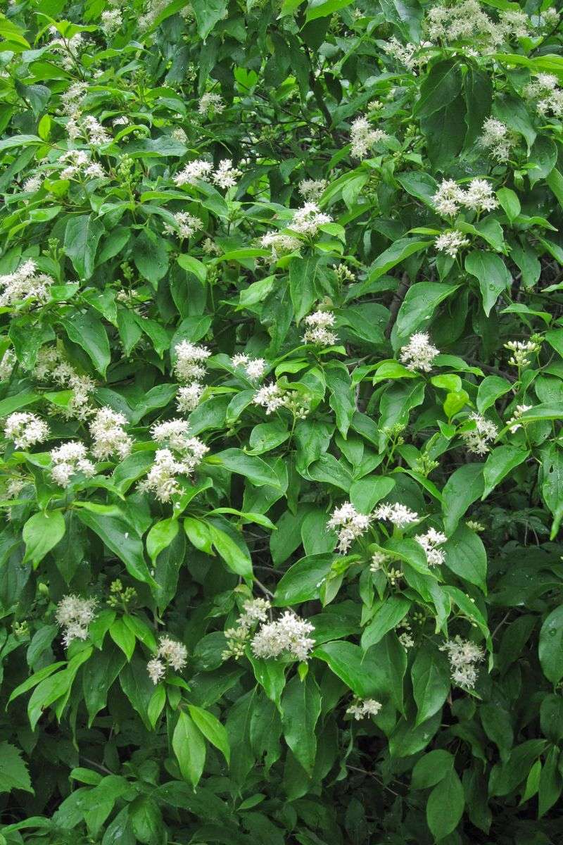 Gray Dogwood Fruit Can Draw Stink Bugs Into The Shrub Gray Dogwood Fruit Can Draw Stink Bugs Into The Shrub