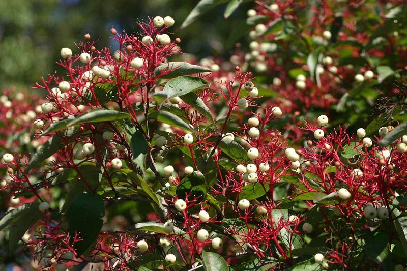 Gray Dogwood Handles Heat Like A Pro