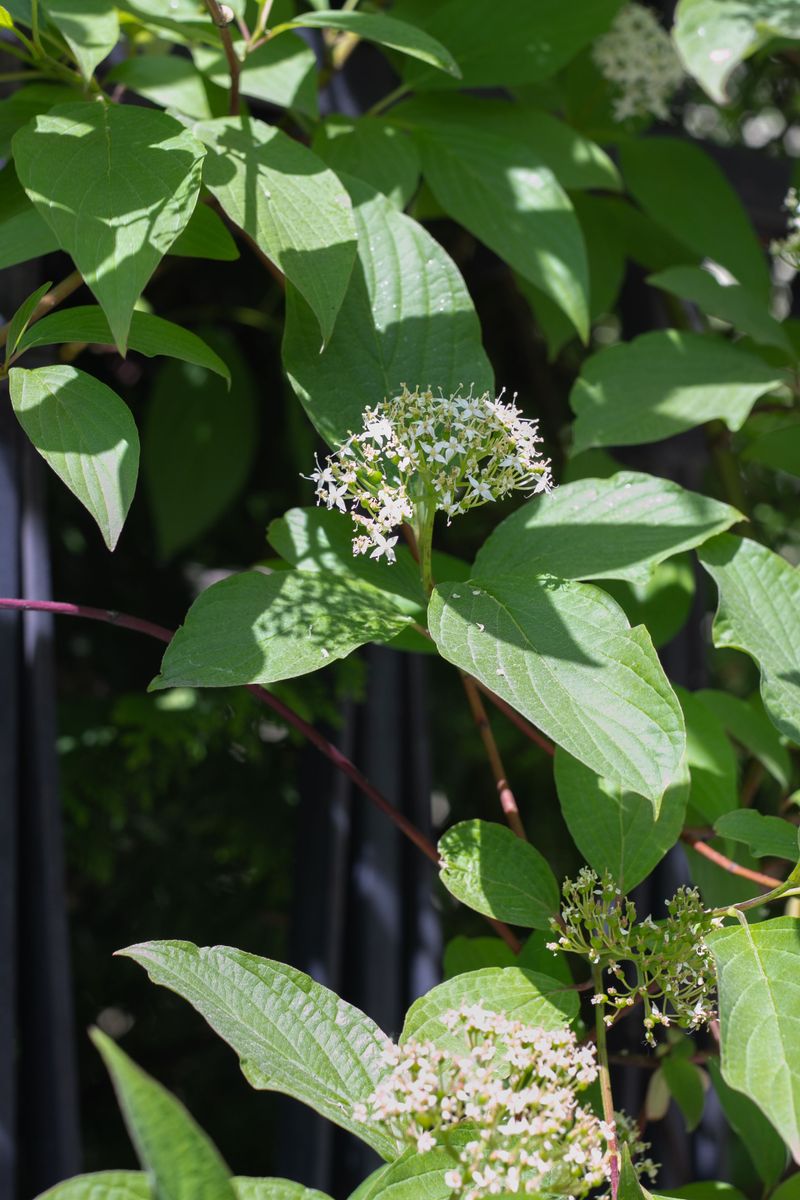 Gray Dogwood Spreads Into Thickets Through Root Suckers