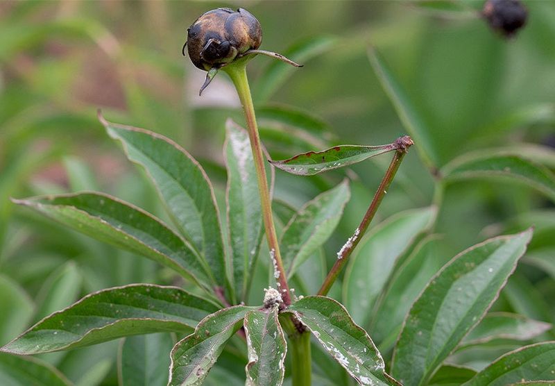 Gray Fuzz Can Point To Botrytis Instead