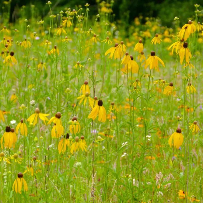 Gray-Headed Coneflower Powers Through Prairie Heat Gray-Headed Coneflower Powers Through Prairie Heat