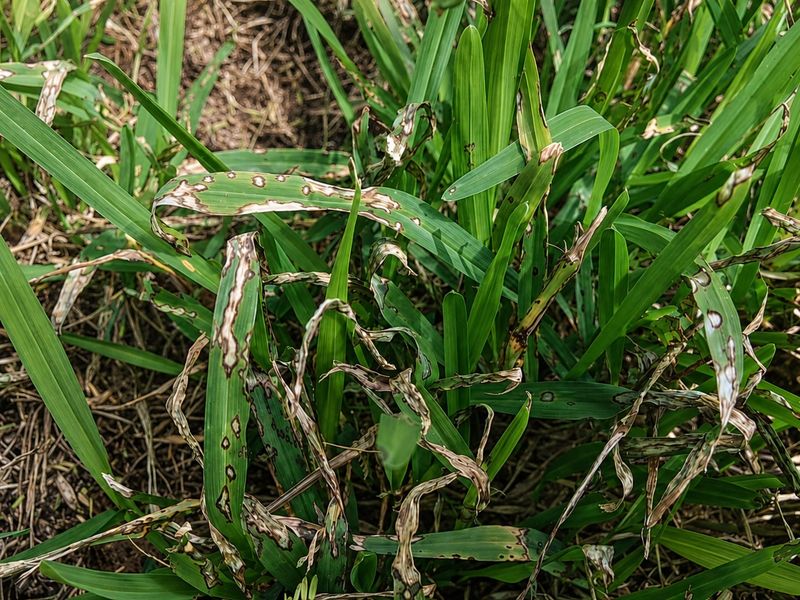 Gray Leaf Spot Can Look Similar