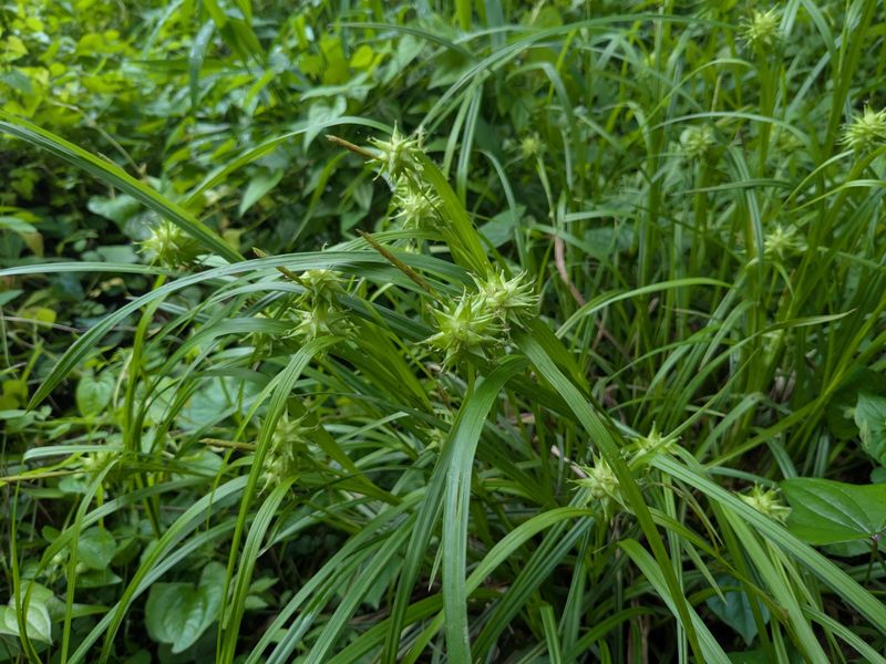 Gray's Sedge Fills Shady Gaps With Lasting Texture