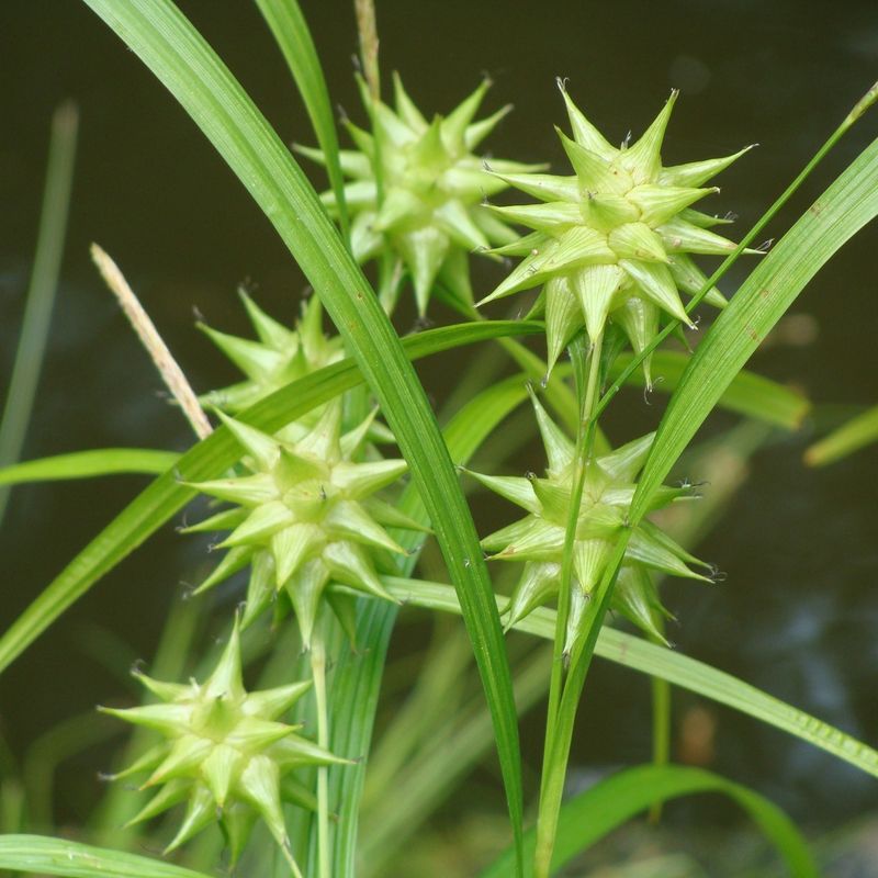 Gray's Sedge Gray's Sedge
