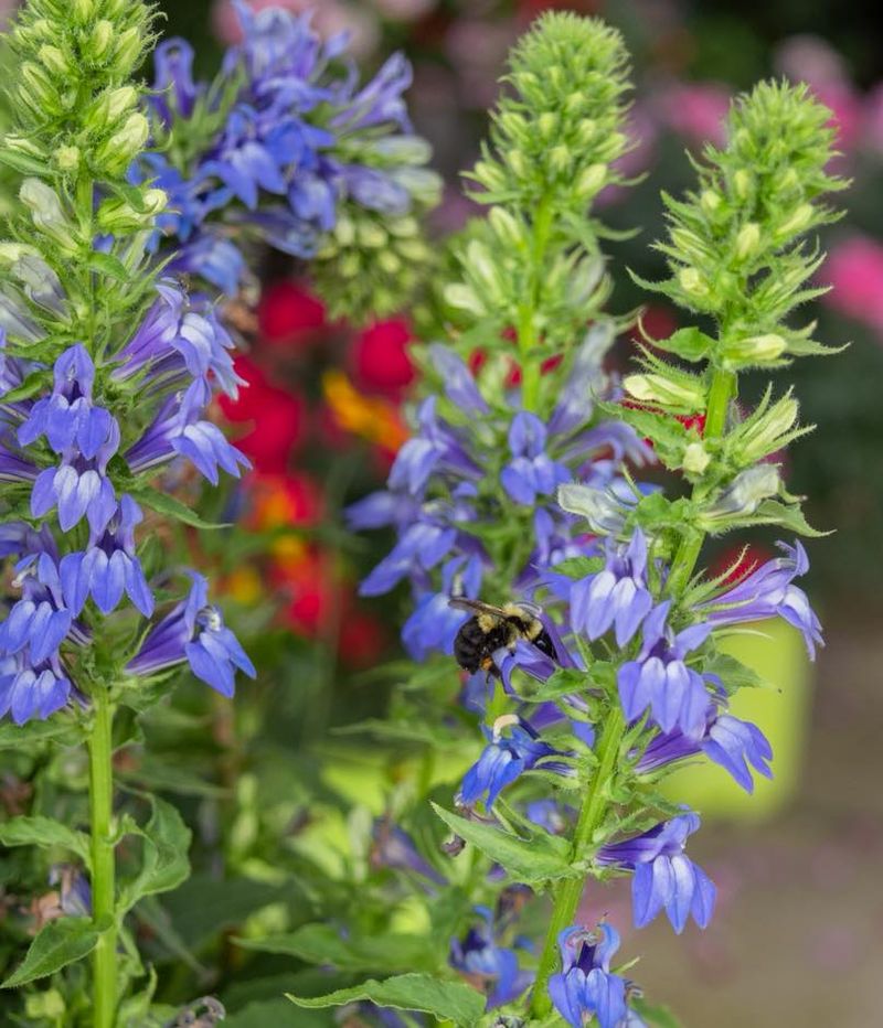 Great Blue Lobelia Great Blue Lobelia