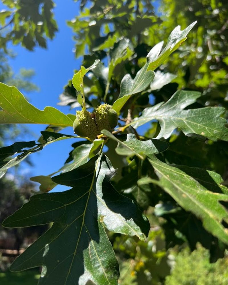 Green Acorns On The Ground Signal Stress Rather Than Ripeness Green Acorns On The Ground Signal Stress Rather Than Ripeness
