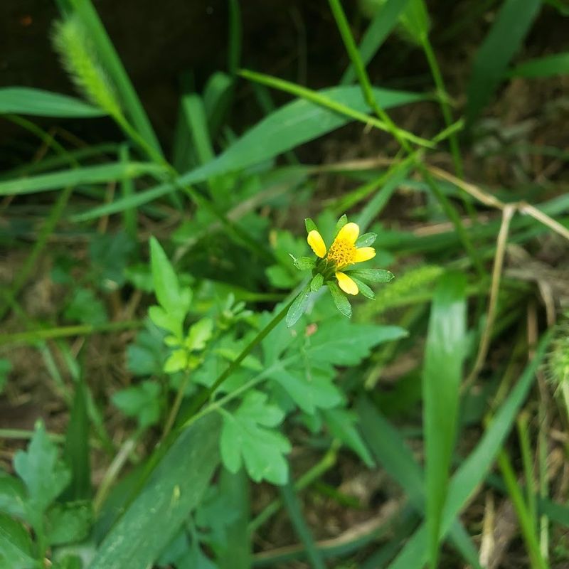 Green-And-Gold