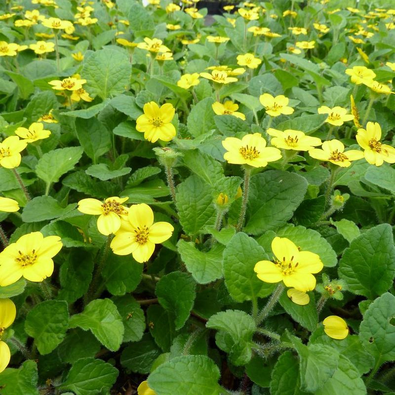 Green And Gold Carpets The Ground With Sunshine