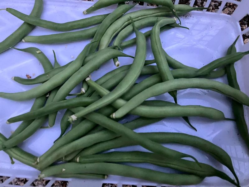 Green Beans Green Beans