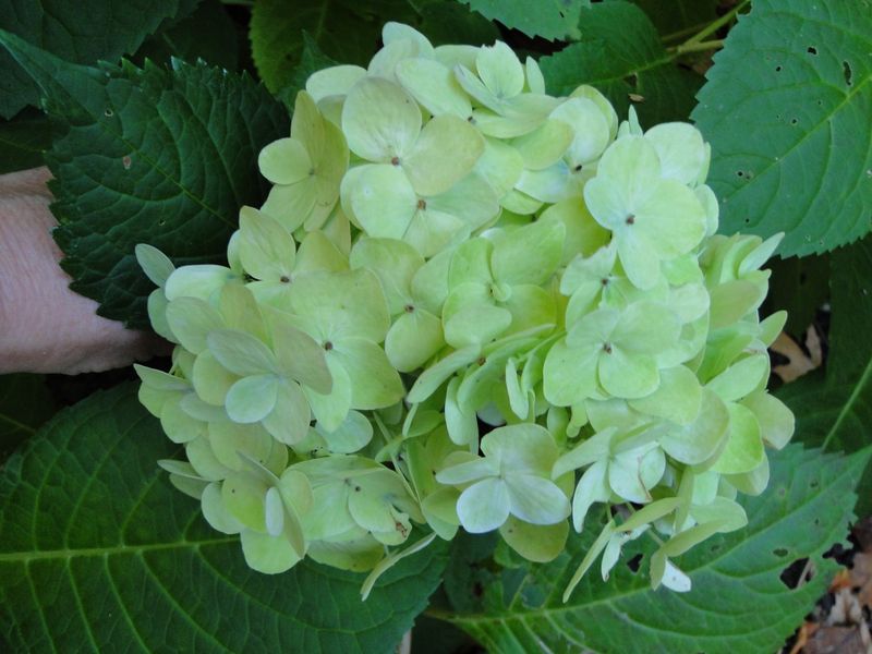 Green Can Be Part Of The Cultivar's Normal Color Sequence Green Can Be Part Of The Cultivar's Normal Color Sequence