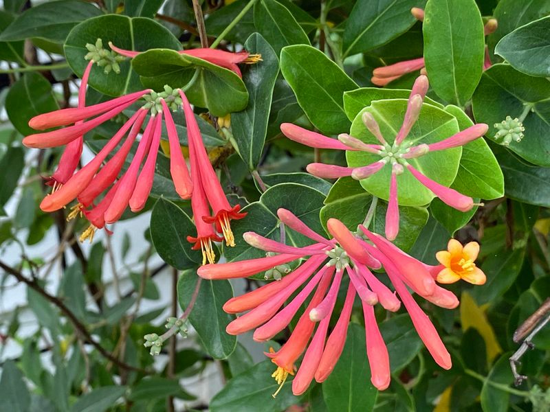 Green Carpet Trumpet Vine Alternative Coral Honeysuckle Anchors The Bed