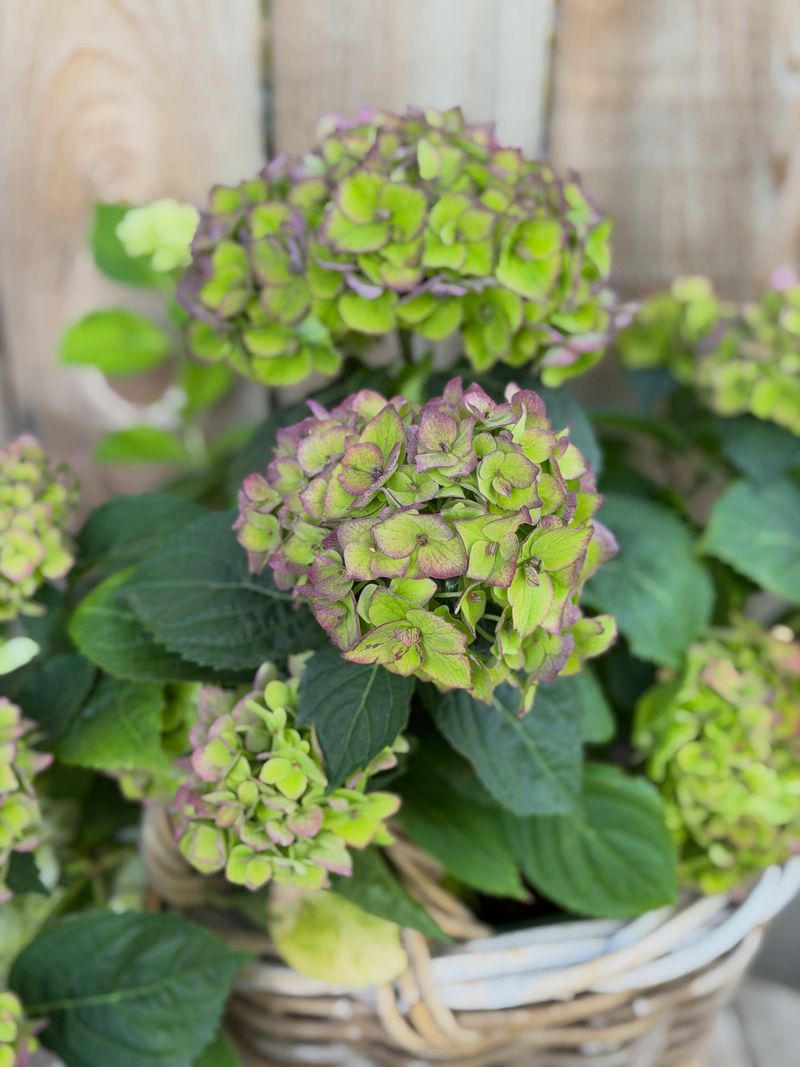 Green Chlorophyll Is Becoming More Visible Green Chlorophyll Is Becoming More Visible