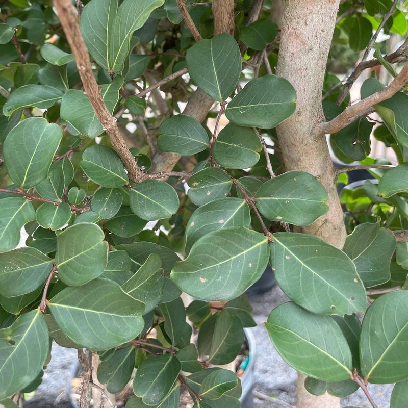 Green Foliage Stays On The Tree After Blooming Slows Green Foliage Stays On The Tree After Blooming Slows