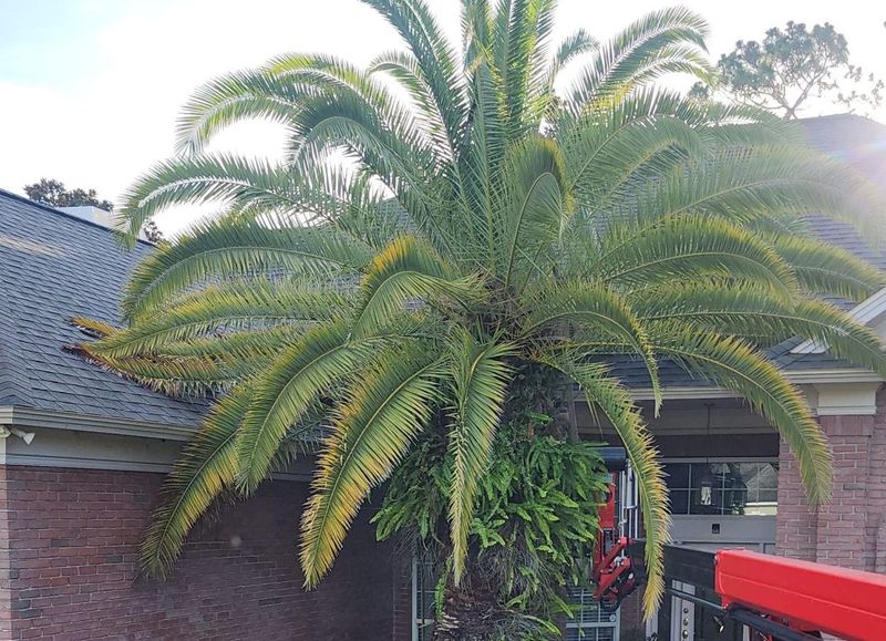 Green Fronds Are Still Working For The Palm