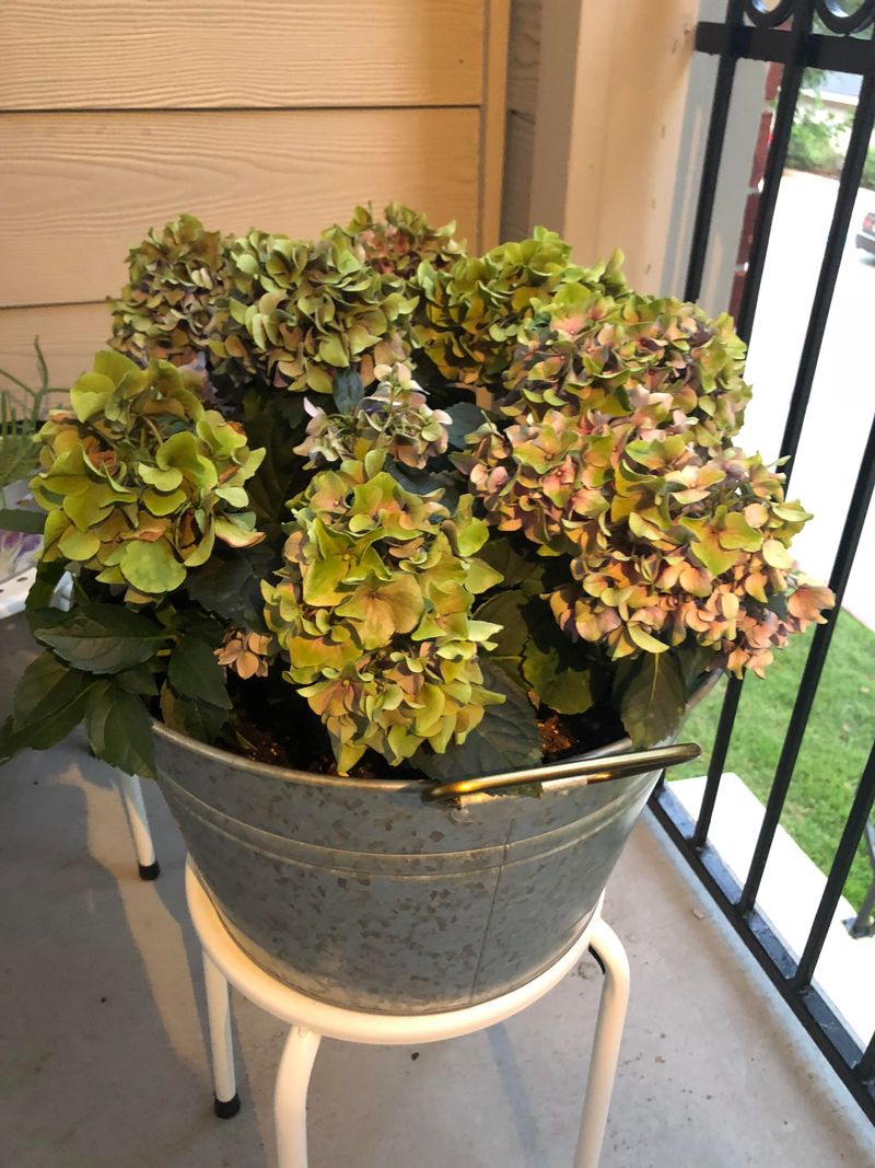 Green Hydrangea Blooms Are Often Part Of Normal Aging Green Hydrangea Blooms Are Often Part Of Normal Aging