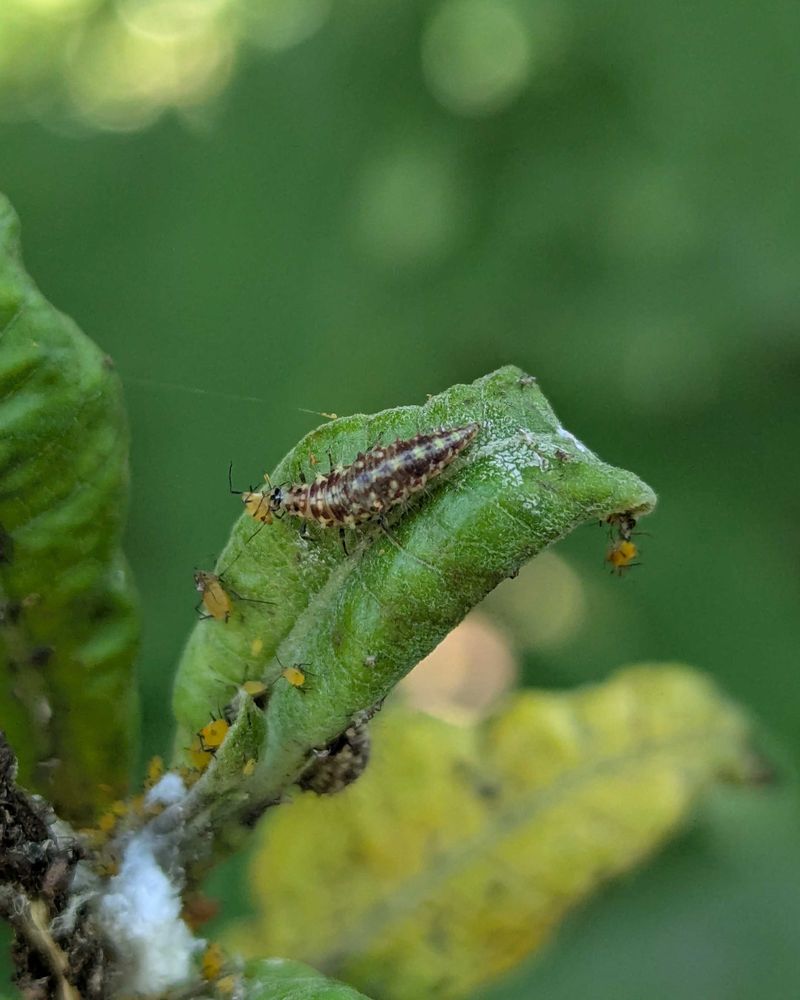 Green Lacewing Larvae Are The Strange Visitors Behind The Mystery Green Lacewing Larvae Are The Strange Visitors Behind The Mystery