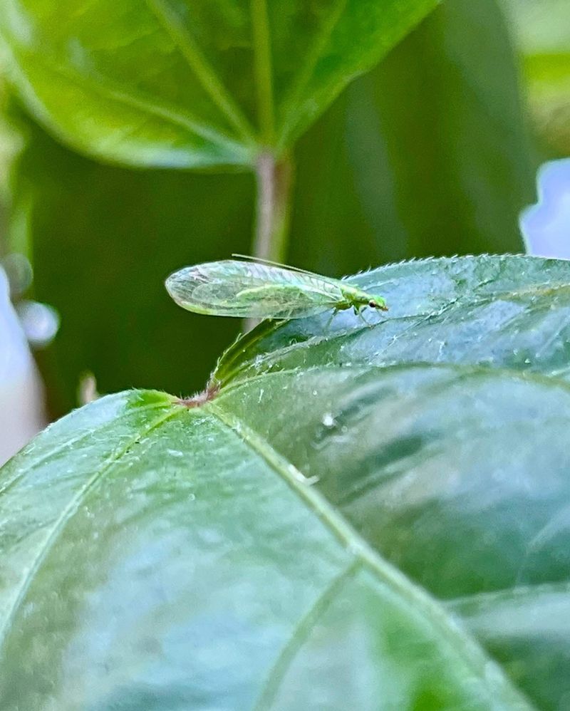 Green Lacewings Are More Helpful Than They Look