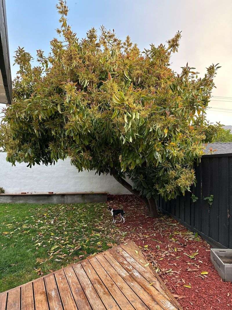 Green Leaves Can Fall Before They Turn Brown Green Leaves Can Fall Before They Turn Brown