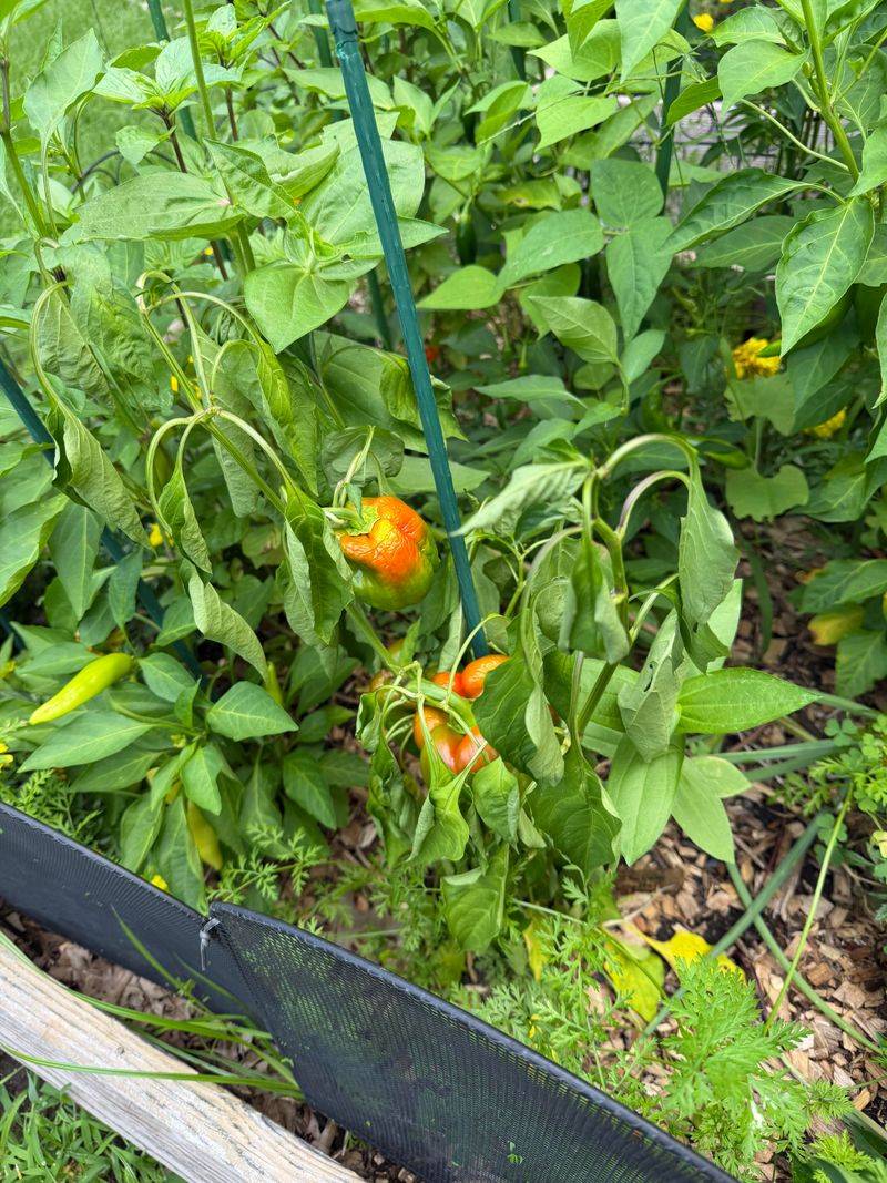 Green Leaves Can Point To Bacterial Wilt