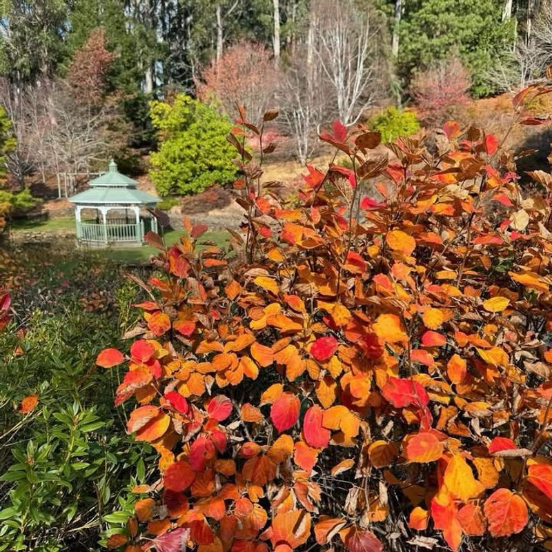 Green Leaves Turn Red Orange And Yellow