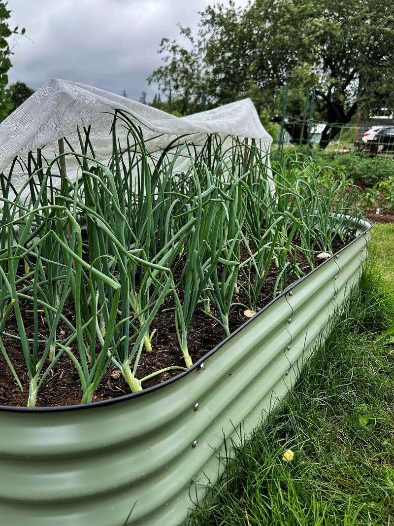 Green Onions Green Onions