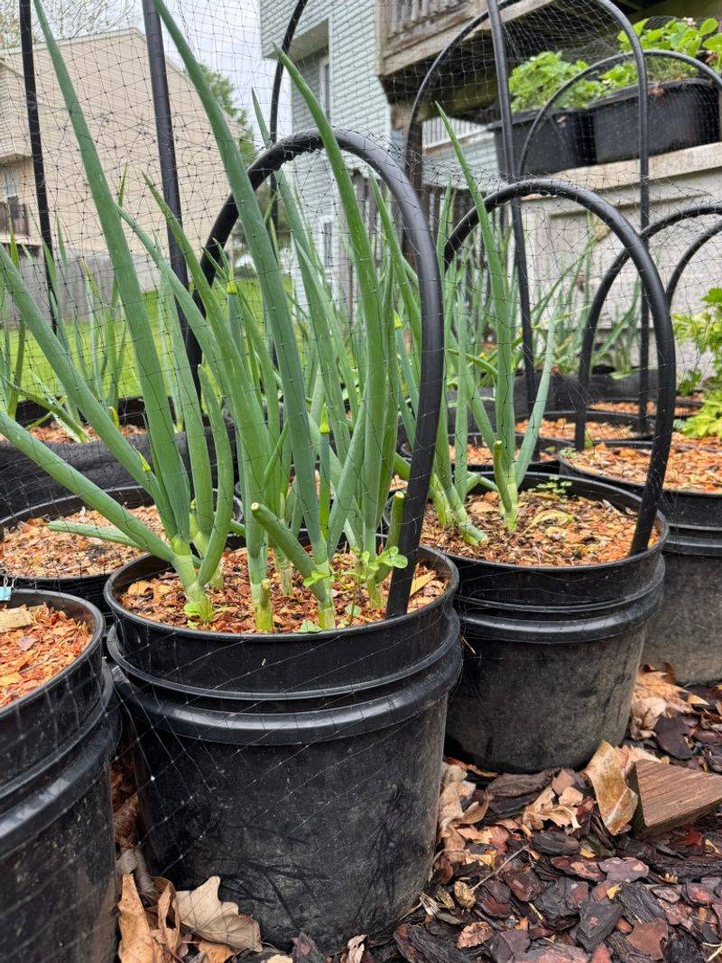 Green Onions Are Ready For Another Growing Season